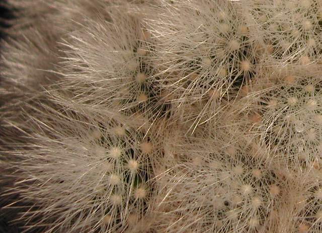 Mammillaria schwarzii (2).jpg